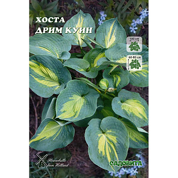 Хоста Дрим Куин 1 n 1 шт Садовита