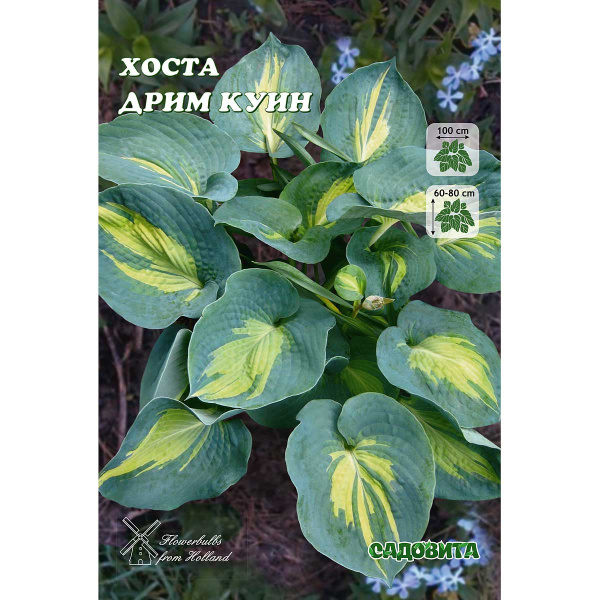 Хоста Дрим Куин 1 n 1 шт Садовита