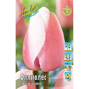 Шоу-бокс Тюльпан Оллиолес 11/12 100 шт