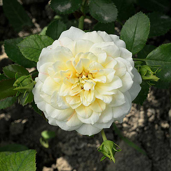 Роза Чайно-гибридная Голден Мейландина Садовита