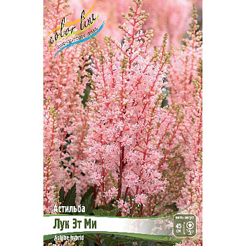 Астильба Лук Эт Ми 2/3 n 25 шт Биг-пак 2519
