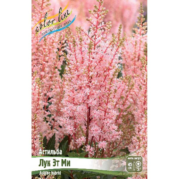 Астильба Лук Эт Ми 2/3 n 25 шт Биг-пак 2519
