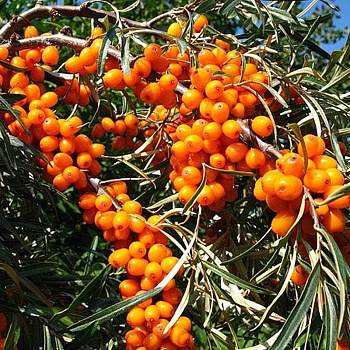 Облепиха Эссель Садовита