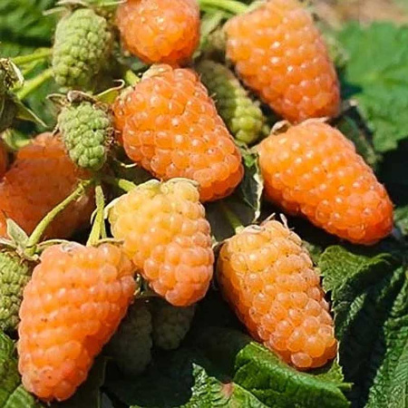 Малина Оранжевое чудо ремонтантная Садовита