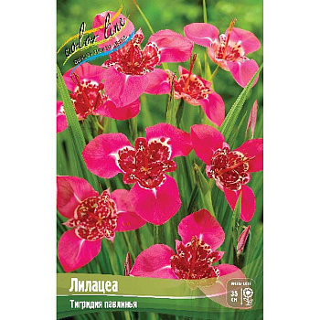 Тигридия Лилацеа 7/9 10 шт 