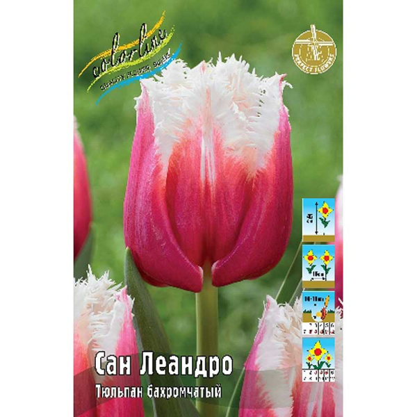 Шоу-Бокс Тюльпан Сан Леандро 12/+ 75 шт