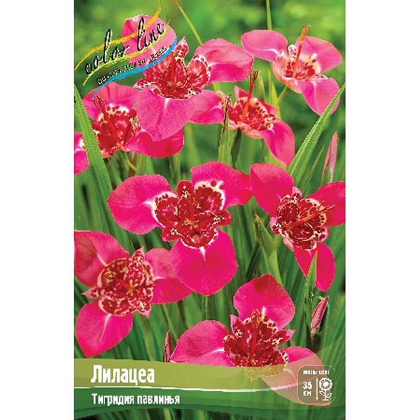 Тигридия Лилацеа 7/9 10 шт 