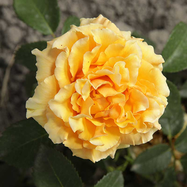 Роза чайно-гибридная Голд Сфинкс Садовита