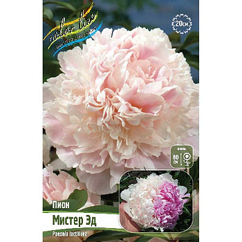 Пион Мистер Эд 3/5 n 15 шт Биг-Пак 6852