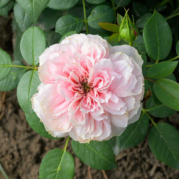 Роза Чайно-гибридная Шоне Майд Садовита