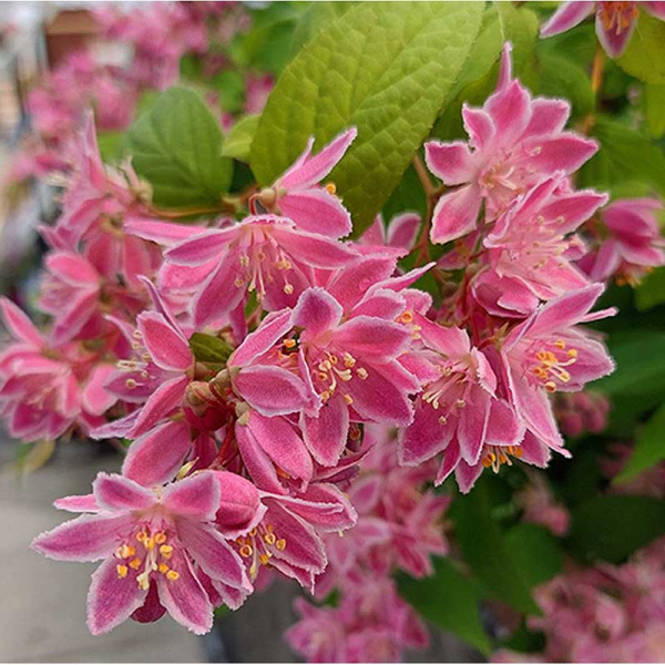 Дейция Турбиллон Руж Р9 шт Садовита