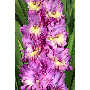 Гладиолус Град Китеж 8/10 5 шт, Садовита 