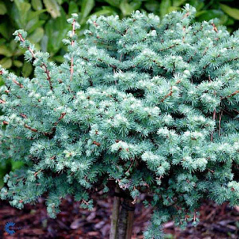 Лиственница Кемпфера Купидон BR 120cm stem