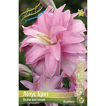 Лилия Лотус Бриз 12/14 25 шт Биг-пак 11140