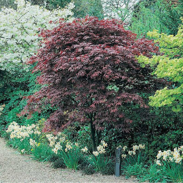 12043 Клен Дланевидный Атропурпуреум P14 ,шт