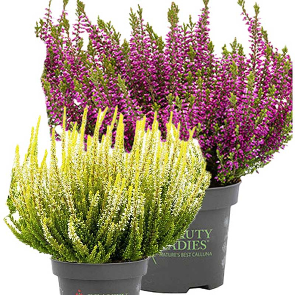 16683 Вереск Обыкновенный Твин (Леа-Агнета) P12 конт. шт