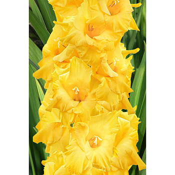 Гладиолус Флево Бризер 10/12 10 шт Садовита