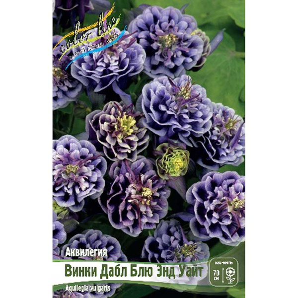 Аквилегия Винки Дабл Блю Энд Уайт I 2 шт