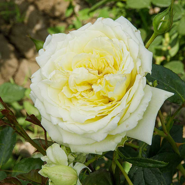 Роза плетистая Эльф Садовита