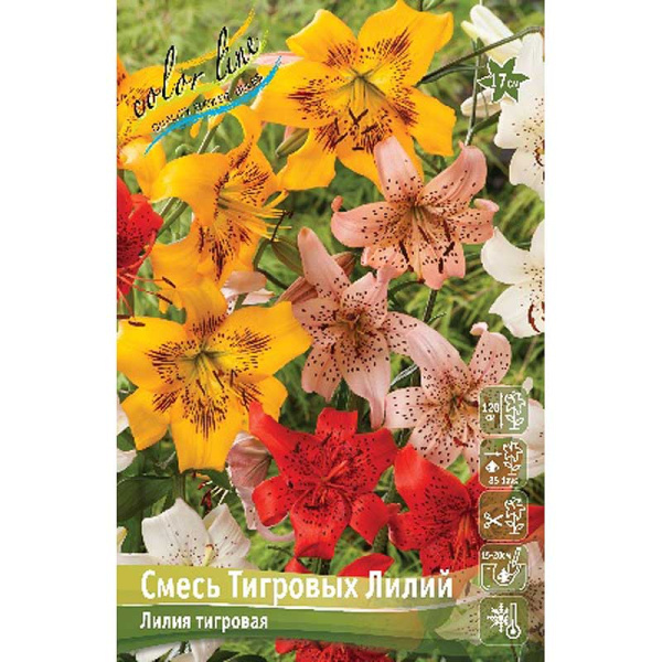 Лилия Смесь Тигровых Лилий 12/14 5 шт 