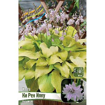 Хоста Ки Рен Ияку 1 n 25 шт Биг-Пак 4450