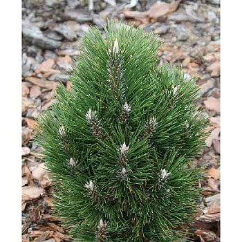 Сосна Черная Ричард C1.5