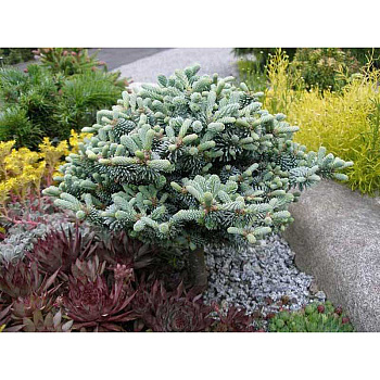 Пихта Благородная Блау Гексе C1.5 шт