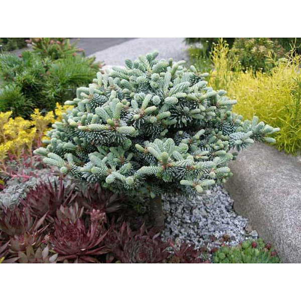 Пихта Благородная Блау Гексе C1.5 шт