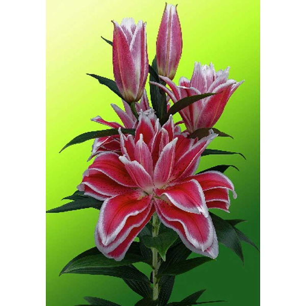 Лилия Дабл Датч Кисс 14/16 5 шт 