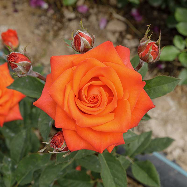 Роза чайно-гибридная Вау Садовита