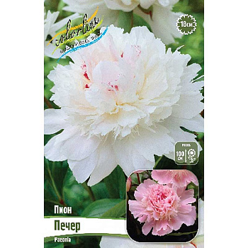 Пион Печер 2/3 n 1 шт