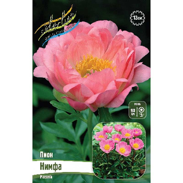 Пион Нимфа 2/3 n 1 шт