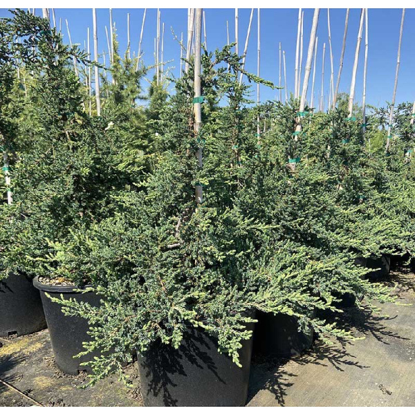 Можжевельник Обыкновенный Хиберника Прострата C3 25-30cm шт