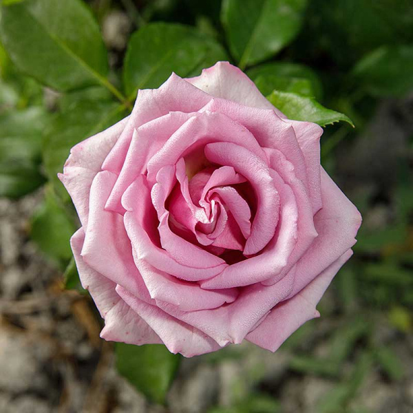 Роза чайно-гибридная Кул Вотер Садовита