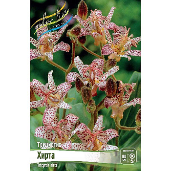 Трициртис Хирта I 2 шт