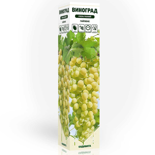 Виноград Гайлюне очень ранний Садовита