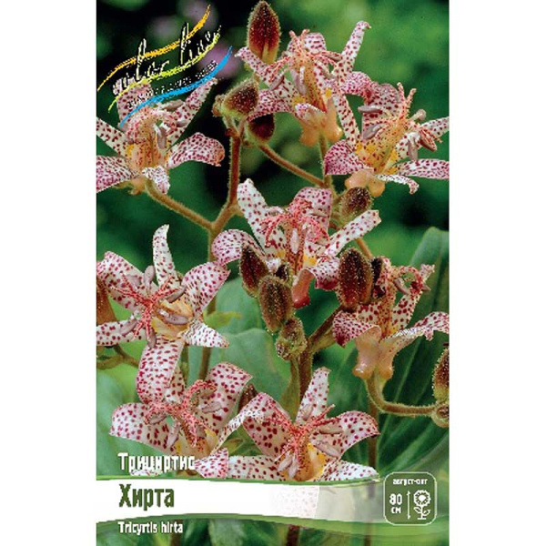 Трициртис Хирта I 2 шт