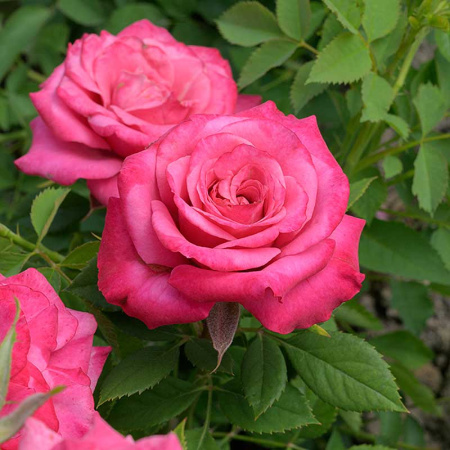 Роза Спрей Маргарита Садовита