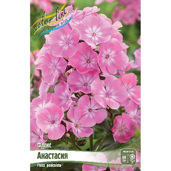 Флокс Анастасия I 2 шт