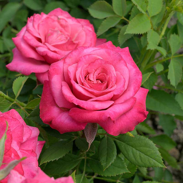 Роза Спрей Маргарита Садовита