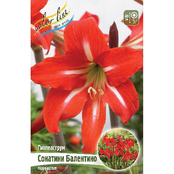 Гиппеаструм Сонатини Балентино 13/15 10 шт Шоу-бокс 11988 
