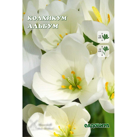 Колхикум Альбум 13/+ 1 шт Садовита