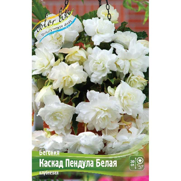 Бегония Каскад Пендула Белая 5/6 50 шт Шоу-бокс 8821