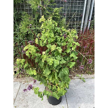 4635 Лещина Обыкновенная Медуза P14 ,шт