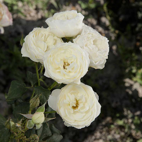 Роза шраб Кейра (английская) Садовита