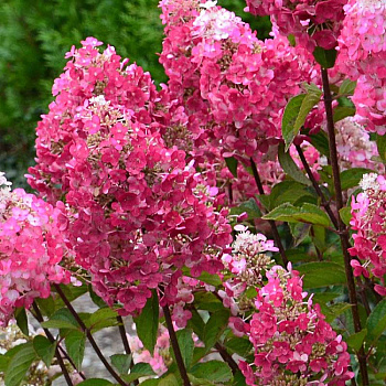 6330 Гортензия Метельчатая Фрамбуазин P9 ,шт