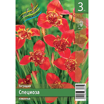 Тигридия Специоза 7/9 3 Эконом шт 