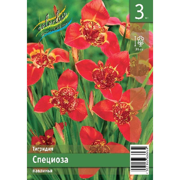 Тигридия Специоза 7/9 3 Эконом шт 