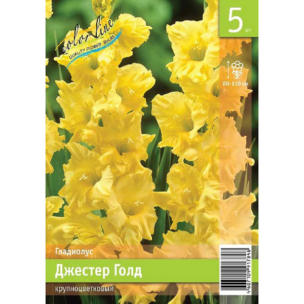 Гладиолус Джестер Голд 12/14 5 Эконом шт