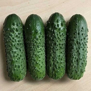 Огурец Брандино Каприс